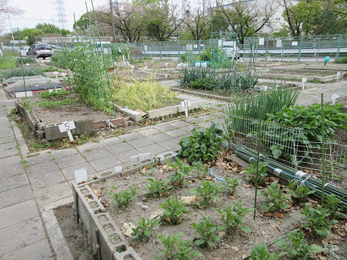 一坪菜園1
